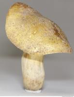free photo texture of mushroom 